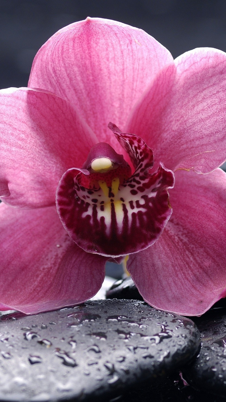 Обои цветковое растение, орхидея, лепесток, розовый, весна в разрешении 750x1334