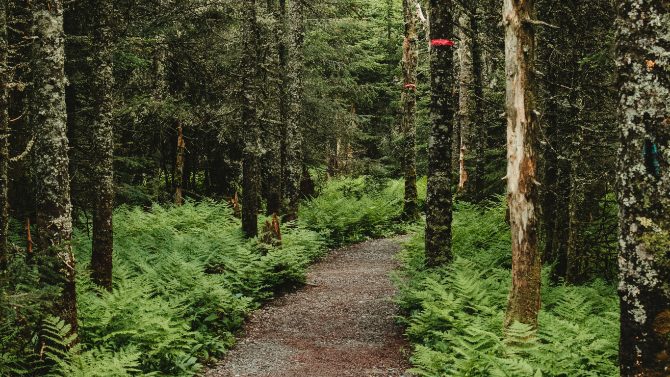 Обои лес, природа, лесистая местность, растительность, тропа в разрешении 1366x768