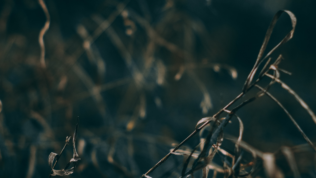 Обои природа, вода, ветвь, лист, прут в разрешении 1280x720