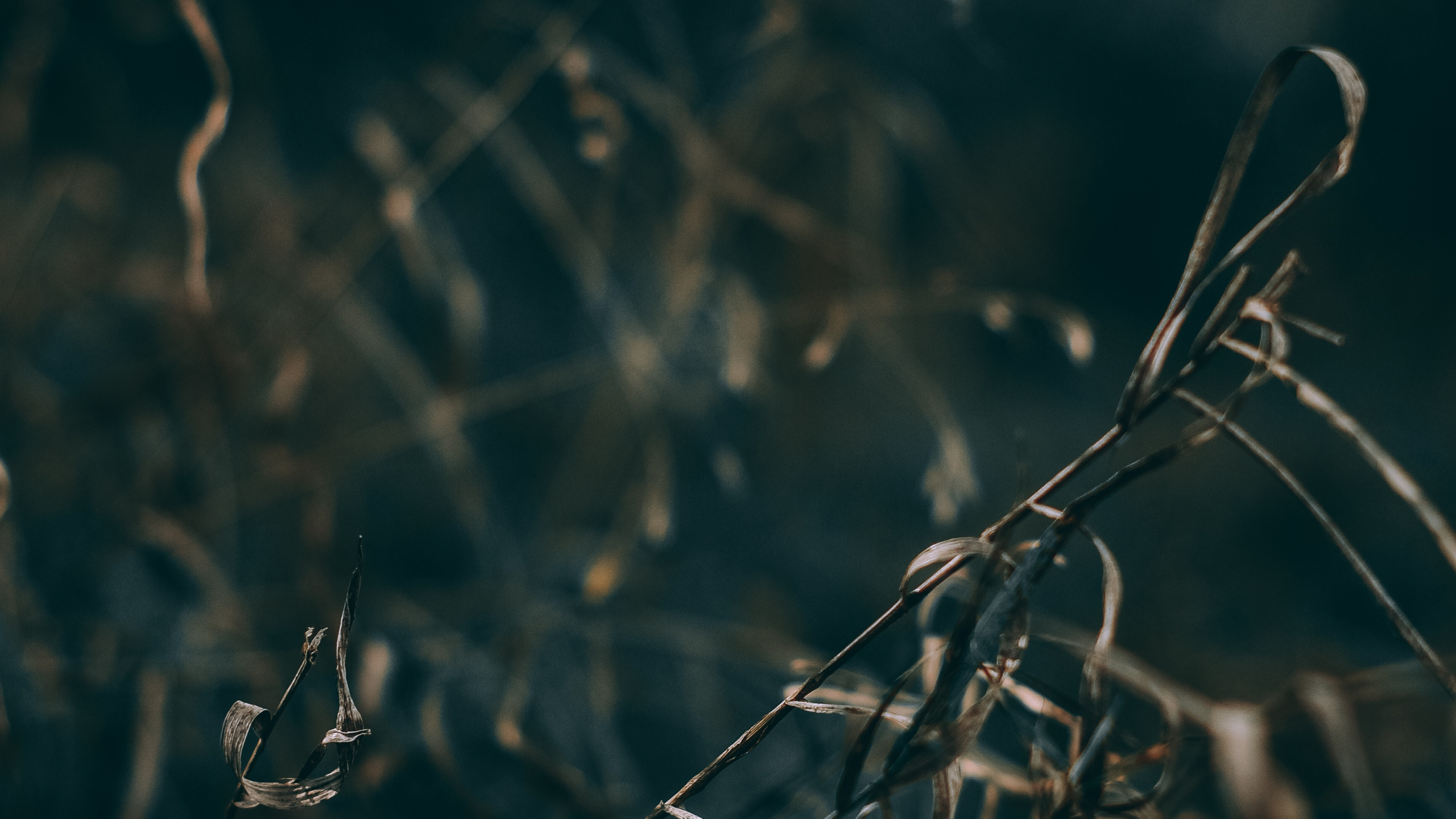 Обои природа, вода, ветвь, лист, прут в разрешении 2560x1440