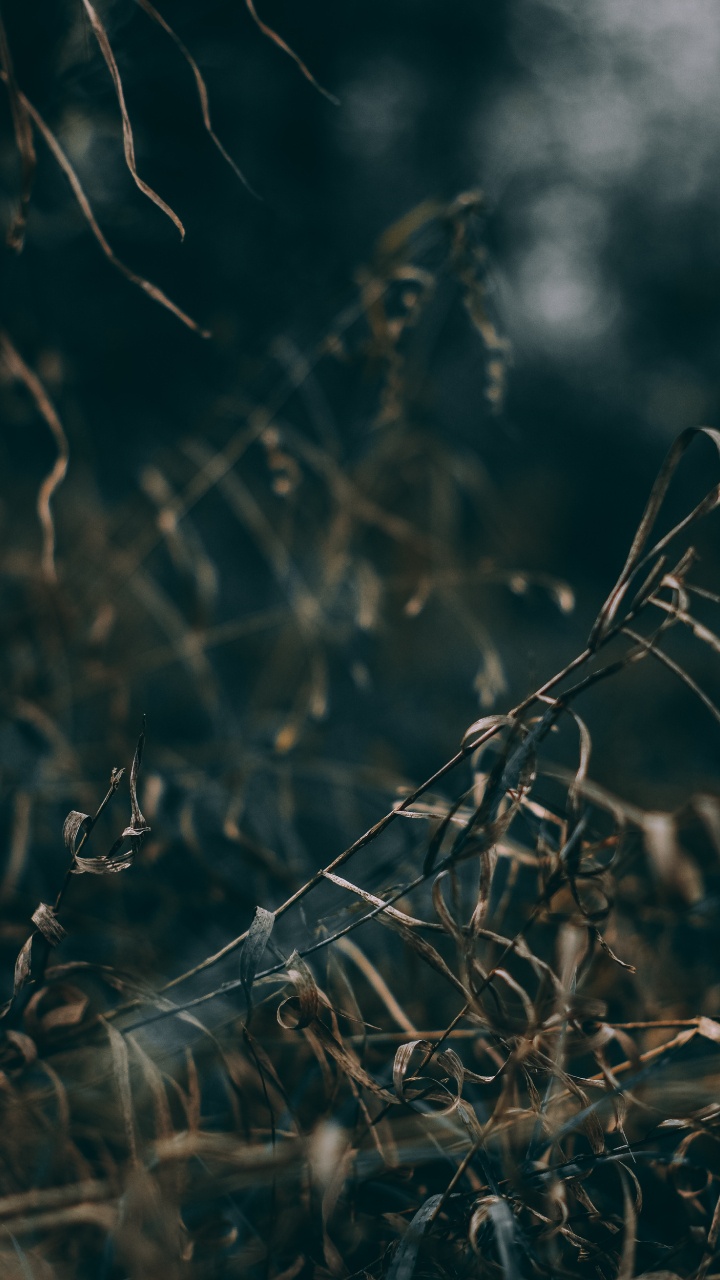 Обои природа, вода, ветвь, лист, прут в разрешении 720x1280