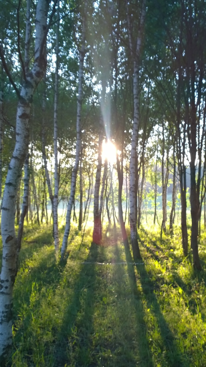 Обои природа, береза, природный заповедник, роща, растительность в разрешении 720x1280