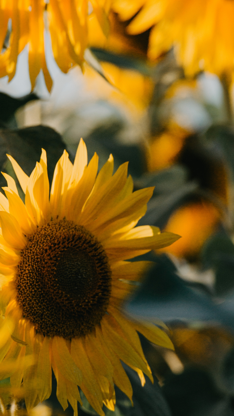 Обои Финансы, налог, деньги, Кординерское богатство, путеводитель в разрешении 750x1334