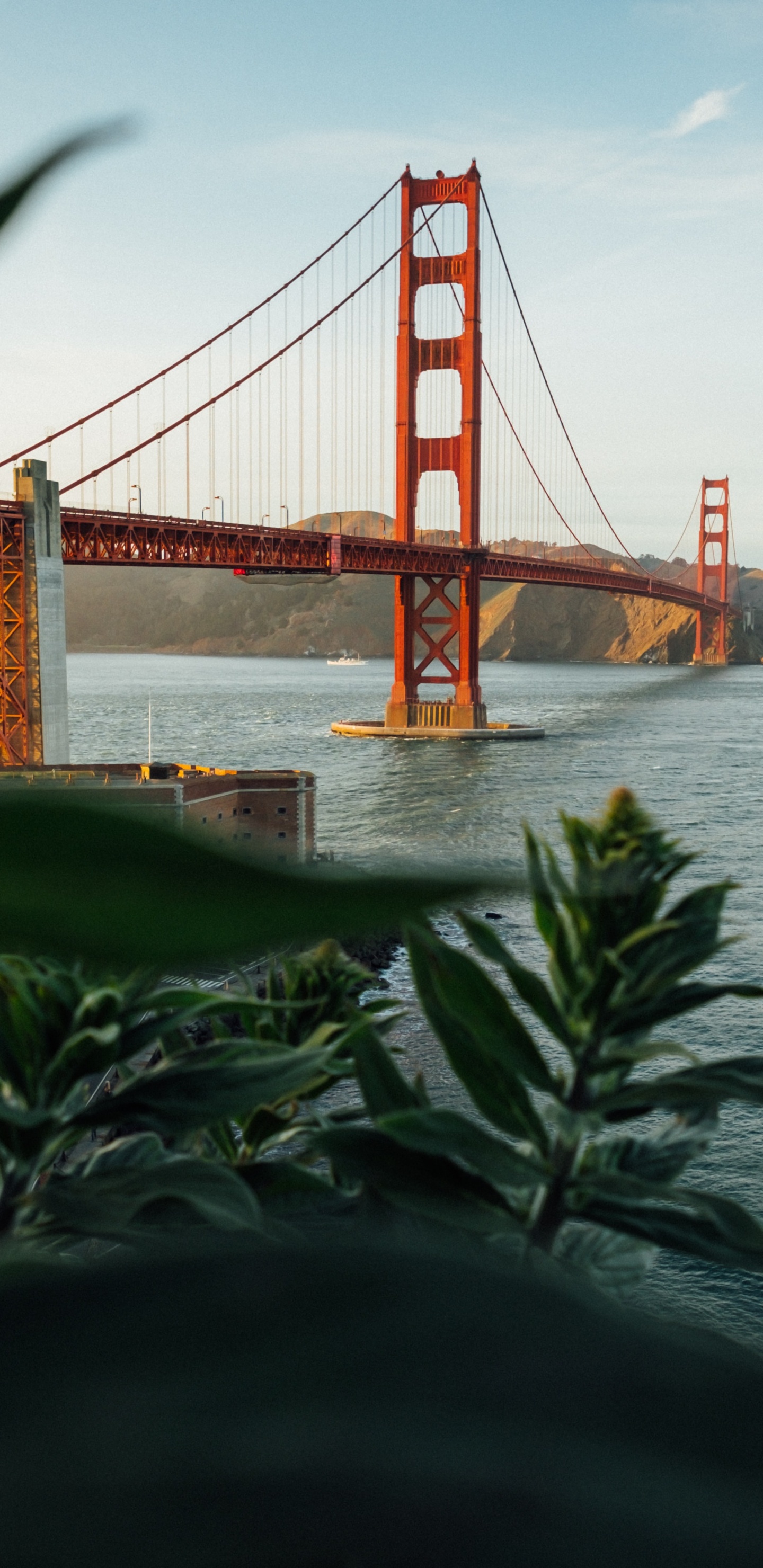 Обои мост Golden Gate, Крисси Филд, Мьюир Вудс Национальный Памятник, Парк Золотые Ворота, отдых в разрешении 1440x2960