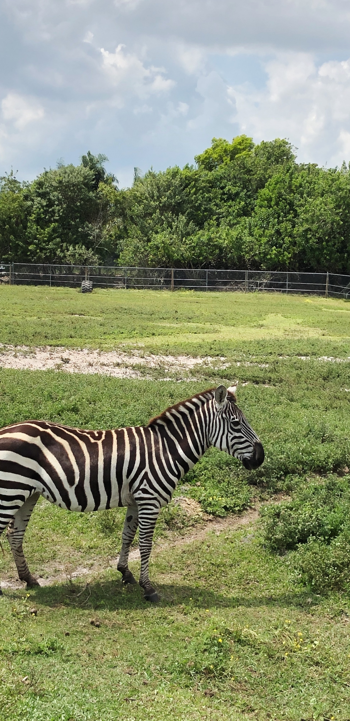 Обои зебра, живая природа, Квагга, кустарник, природный заповедник в разрешении 1440x2960