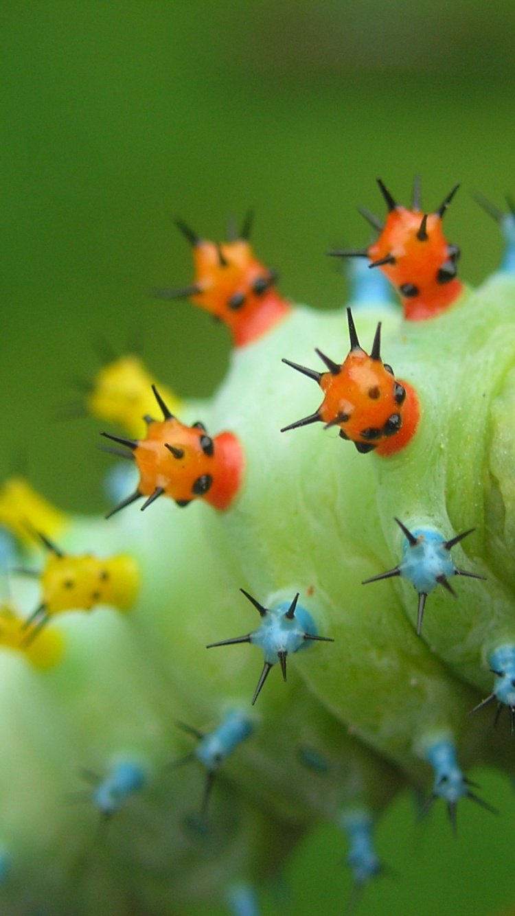 Обои насекомое, гусеница, мотылек, макросъемка, беспозвоночные в разрешении 750x1334