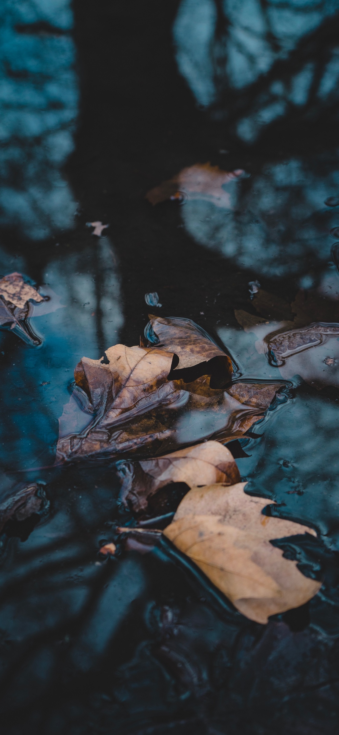 Обои вода, отражение, видео, телевидение, ветвь в разрешении 1125x2436