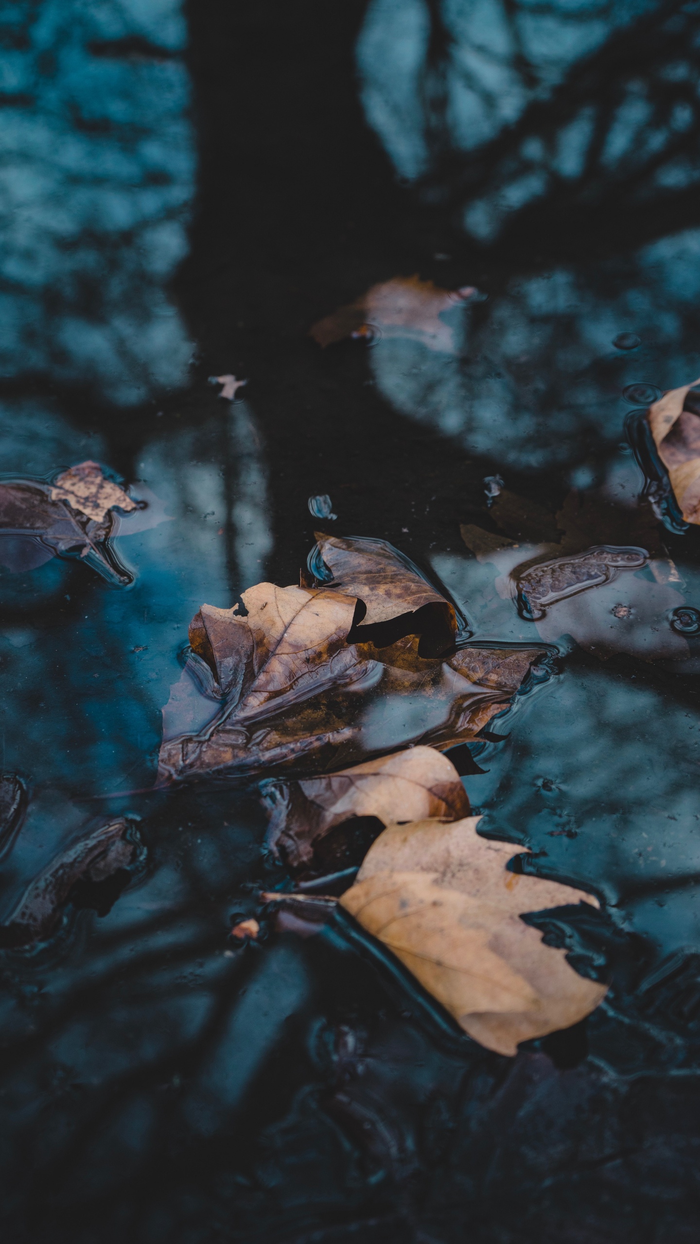 Обои вода, отражение, видео, телевидение, ветвь в разрешении 1440x2560