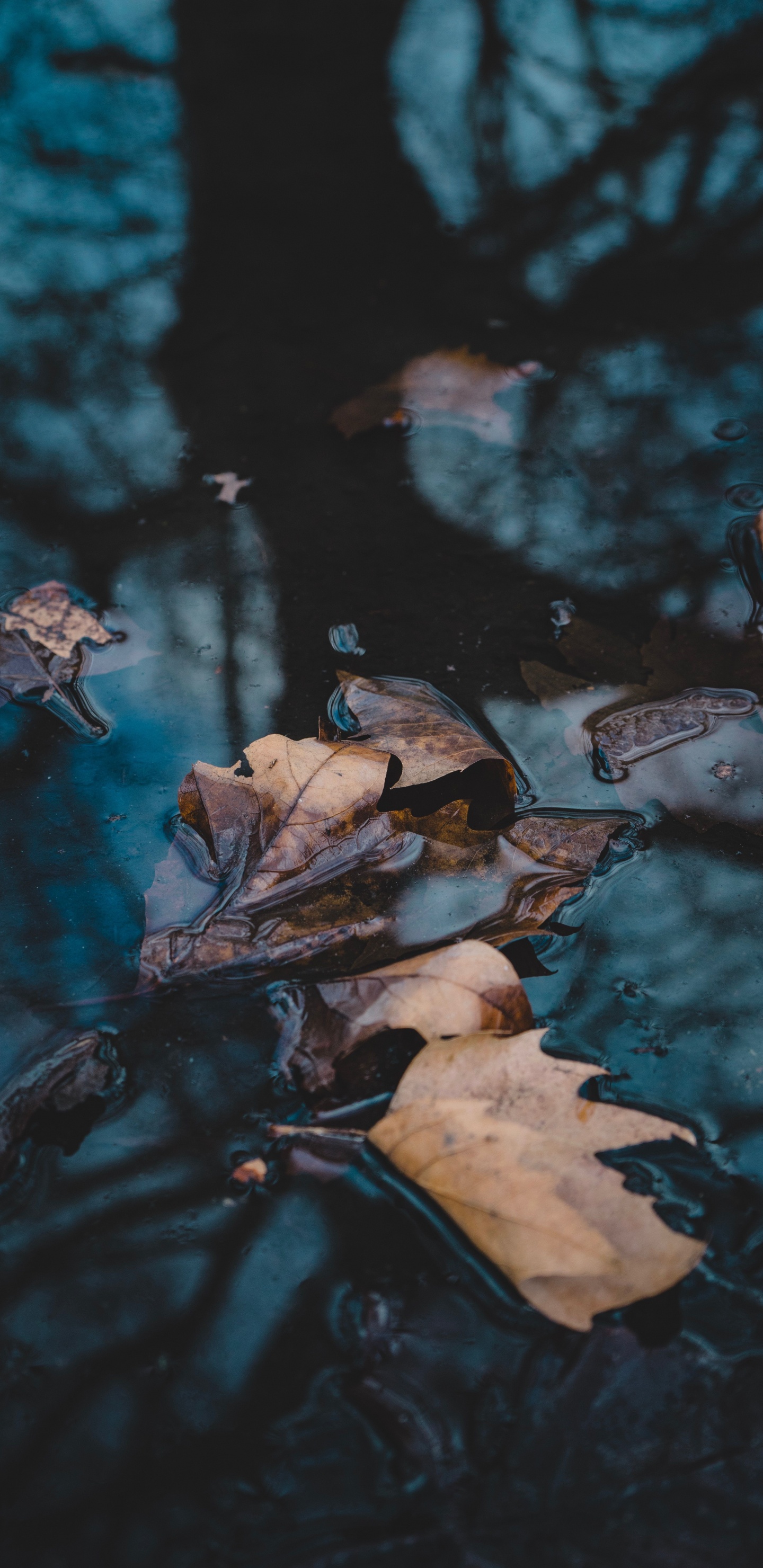 Обои вода, отражение, видео, телевидение, ветвь в разрешении 1440x2960