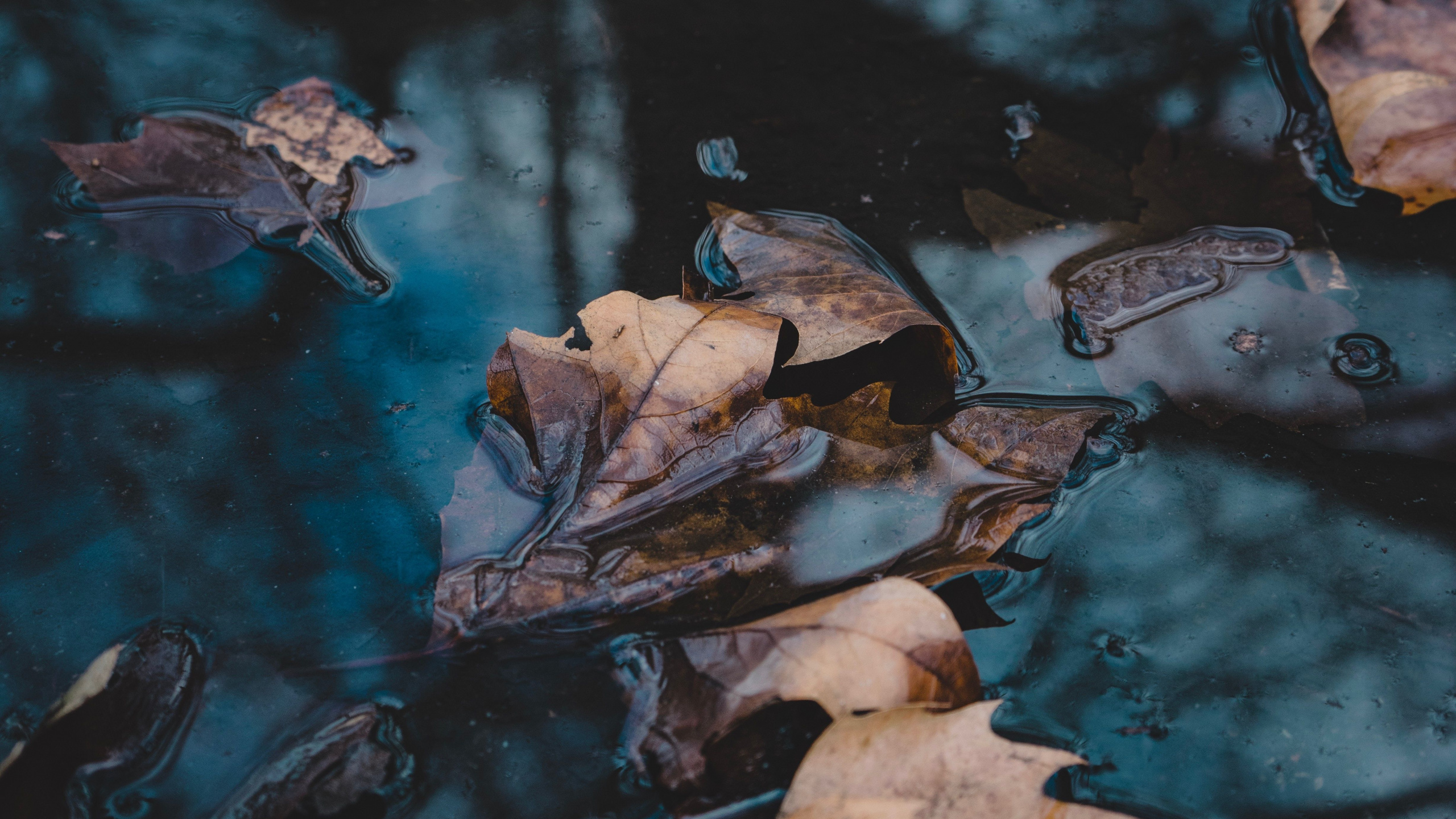 Обои вода, отражение, видео, телевидение, ветвь в разрешении 2560x1440