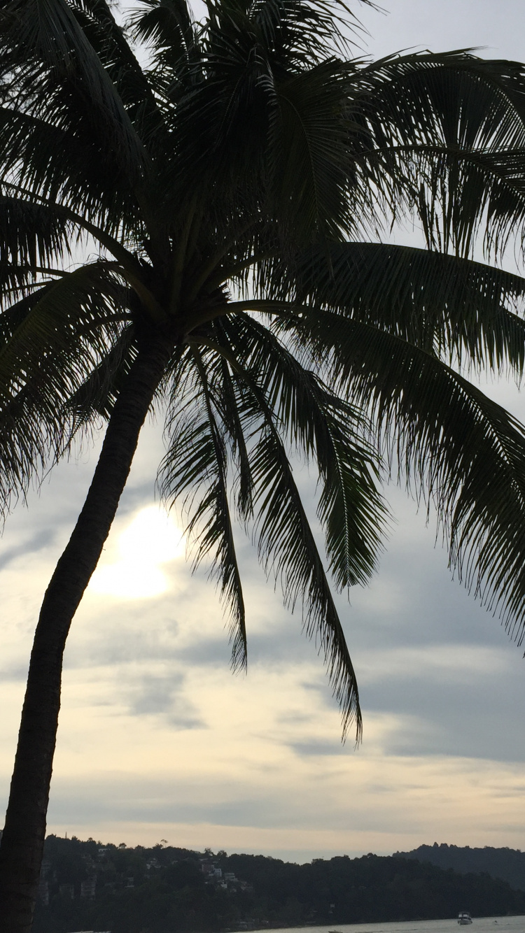 Обои вода, Кокос, пальмовые рощи, облако, дерево в разрешении 750x1334