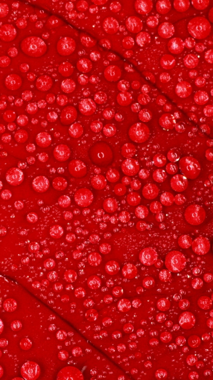 Обои красный цвет, узор, вода, лепесток, листья в разрешении 750x1334