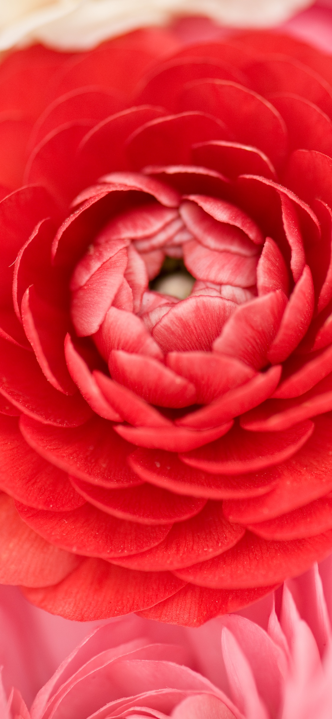 Обои лепесток, розовый, красный цвет, цветок, Роза в разрешении 1125x2436