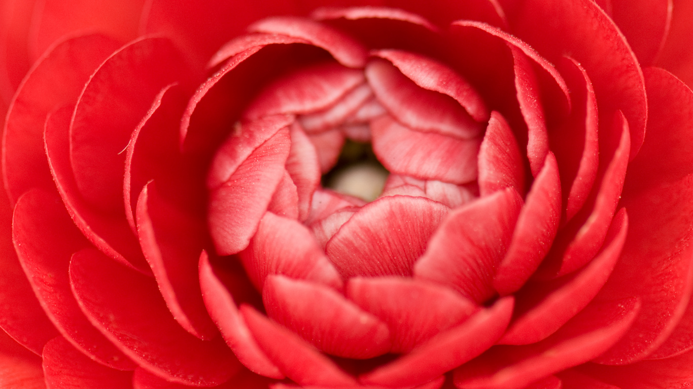 Обои лепесток, розовый, красный цвет, цветок, Роза в разрешении 1366x768