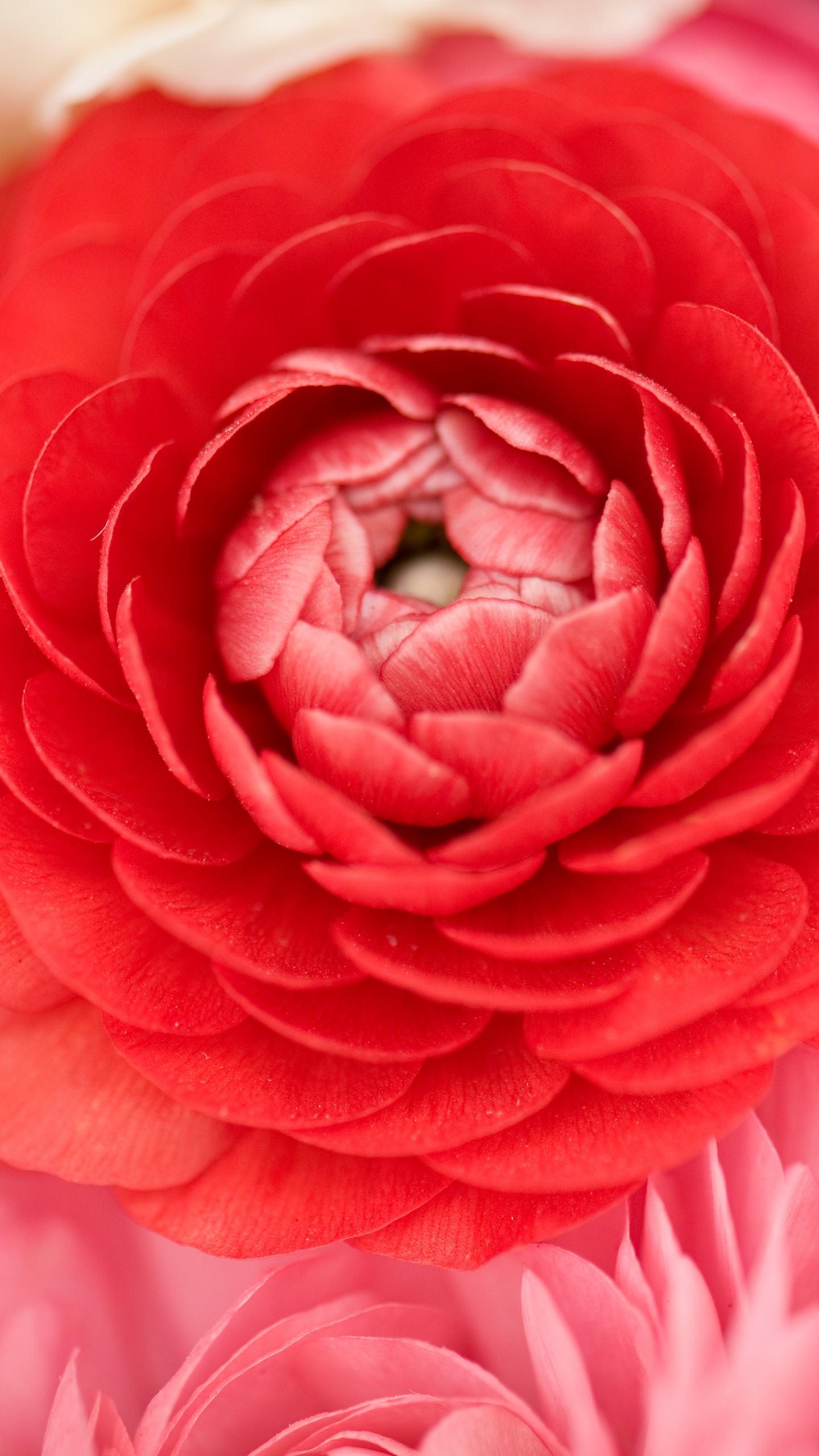 Обои лепесток, розовый, красный цвет, цветок, Роза в разрешении 1440x2560