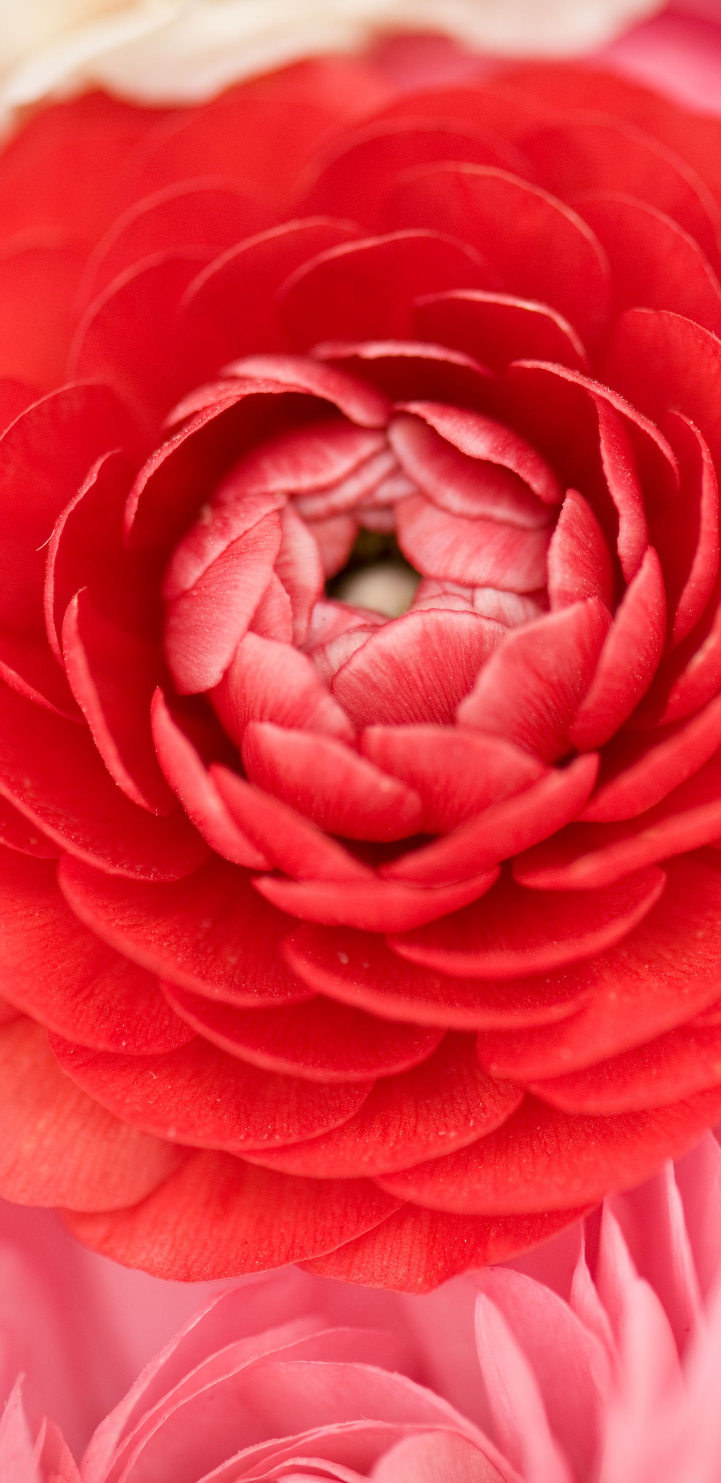 Обои лепесток, розовый, красный цвет, цветок, Роза в разрешении 1440x2960