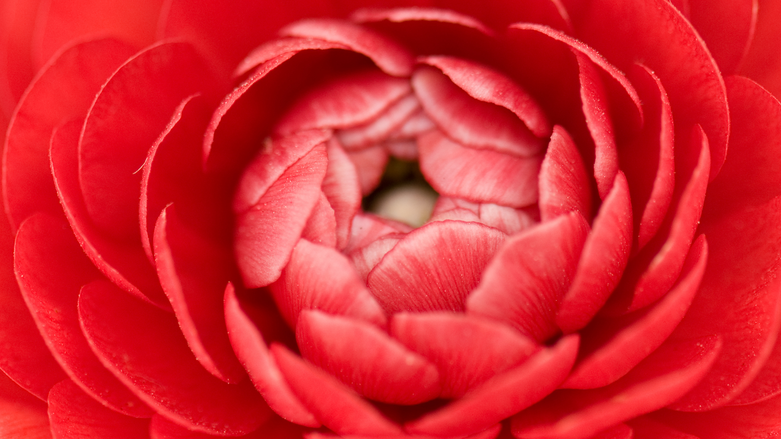 Обои лепесток, розовый, красный цвет, цветок, Роза в разрешении 2560x1440