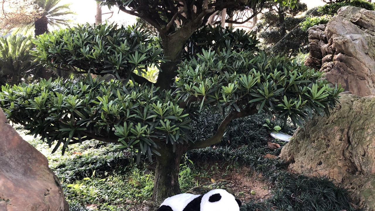 Обои гигантская панда, наука, биология, наземные животные, природный заповедник в разрешении 1280x720