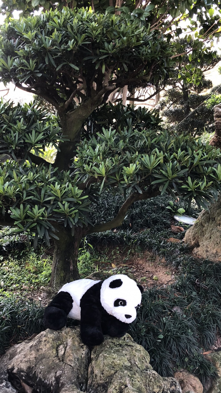 Обои гигантская панда, наука, биология, наземные животные, природный заповедник в разрешении 750x1334