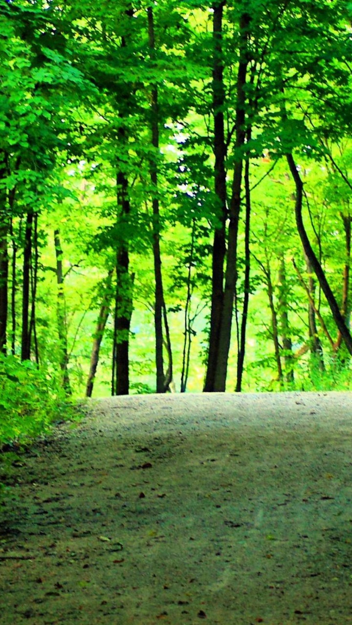 Обои природа, зеленый, лес, лесистая местность, природный заповедник в разрешении 720x1280