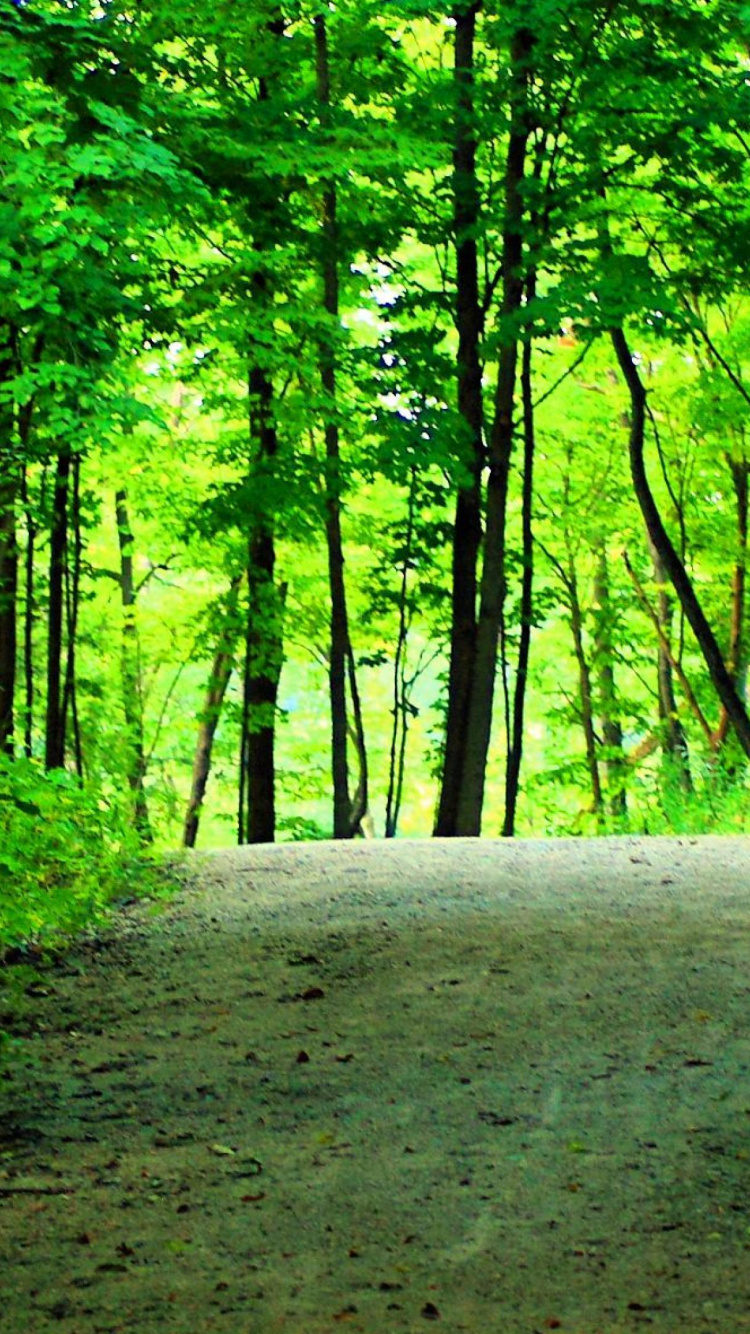 Обои природа, зеленый, лес, лесистая местность, природный заповедник в разрешении 750x1334