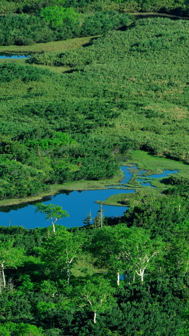 Обои растительность, природа, природный заповедник, гидроресурсы, вода в разрешении 750x1334