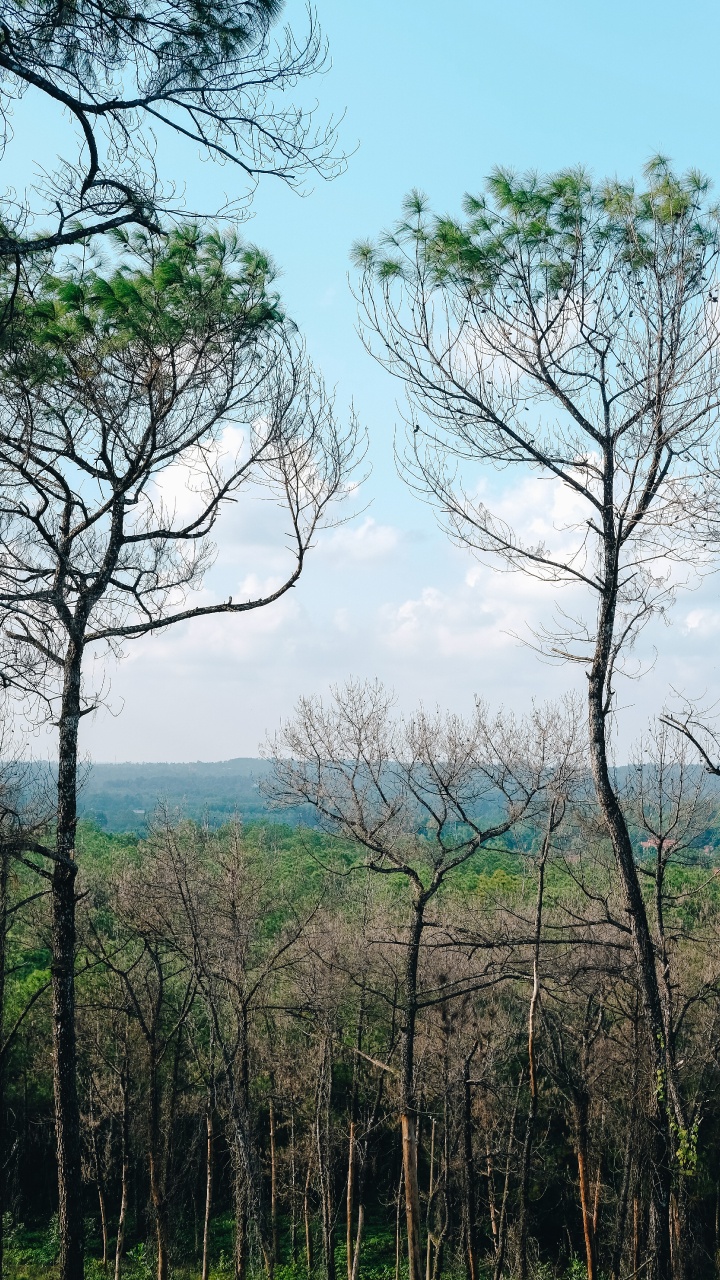 Обои растительность, ветвь, древесные растения, дерево, природа в разрешении 720x1280