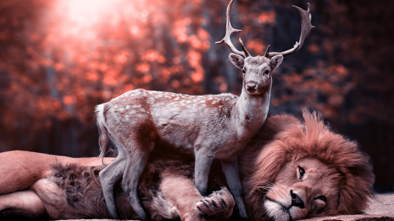 Обои Лев, олень, красный олень, живая природа, Северный олень в разрешении 1366x768