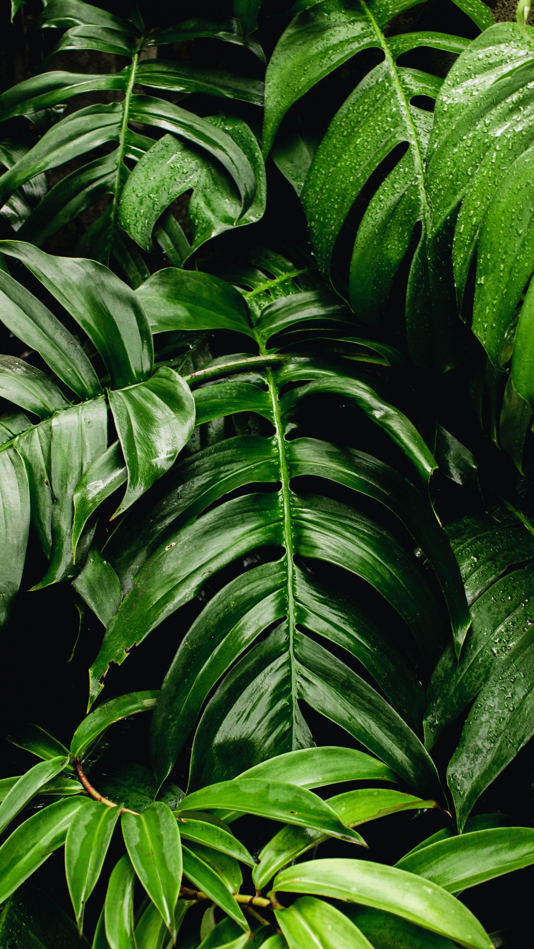 Обои зеленые насаждения, лист, зеленая стена, Швейцарский сыр завод, комнатное растение в разрешении 1080x1920