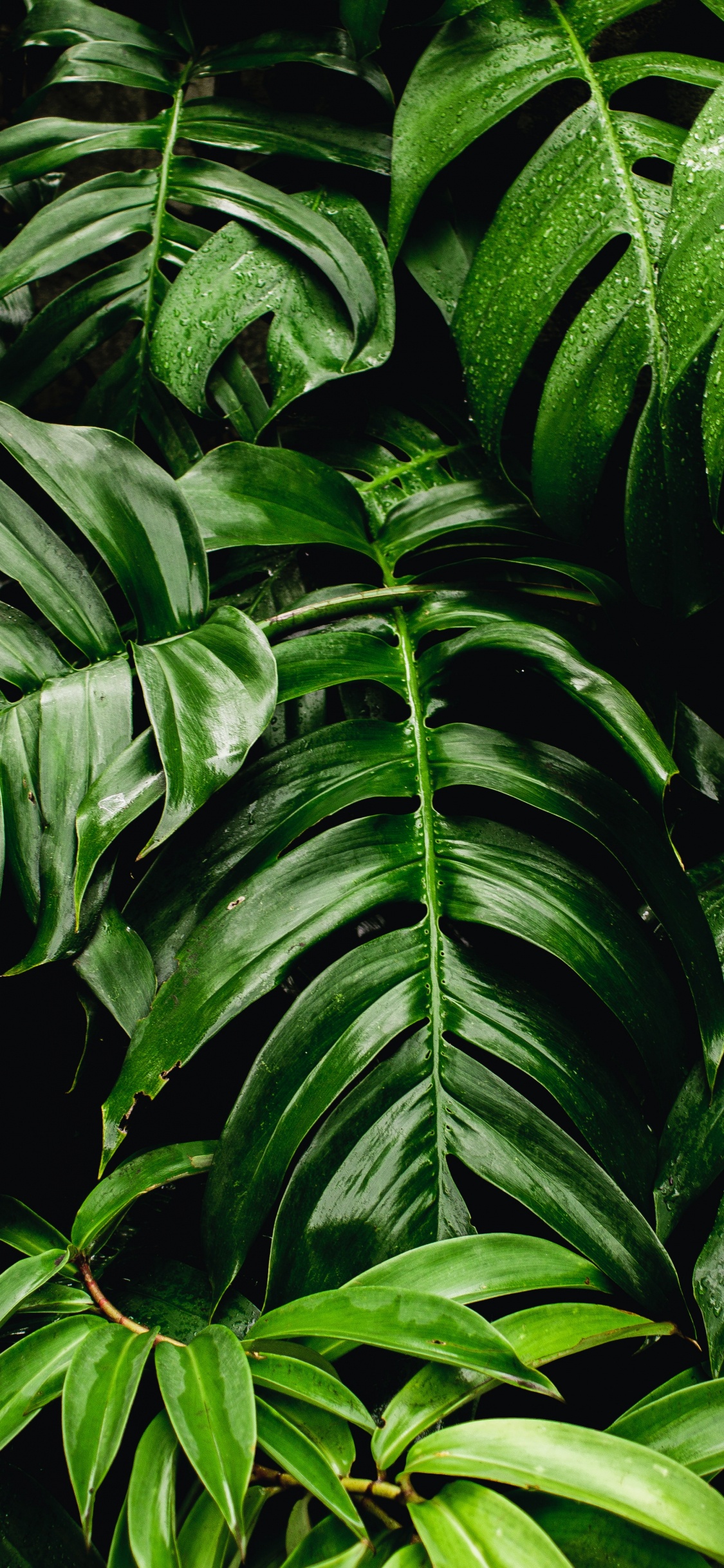 Обои зеленые насаждения, лист, зеленая стена, Швейцарский сыр завод, комнатное растение в разрешении 1125x2436