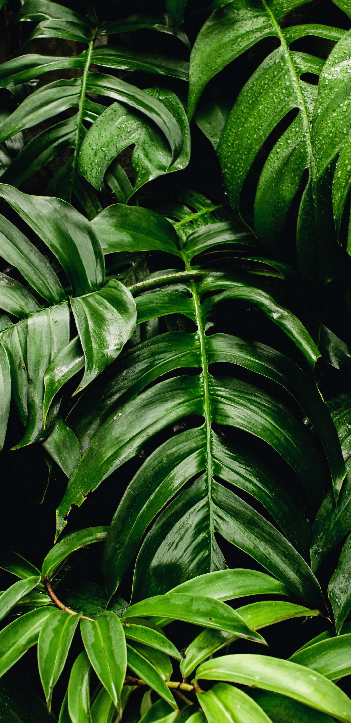 Обои зеленые насаждения, лист, зеленая стена, Швейцарский сыр завод, комнатное растение в разрешении 1440x2960