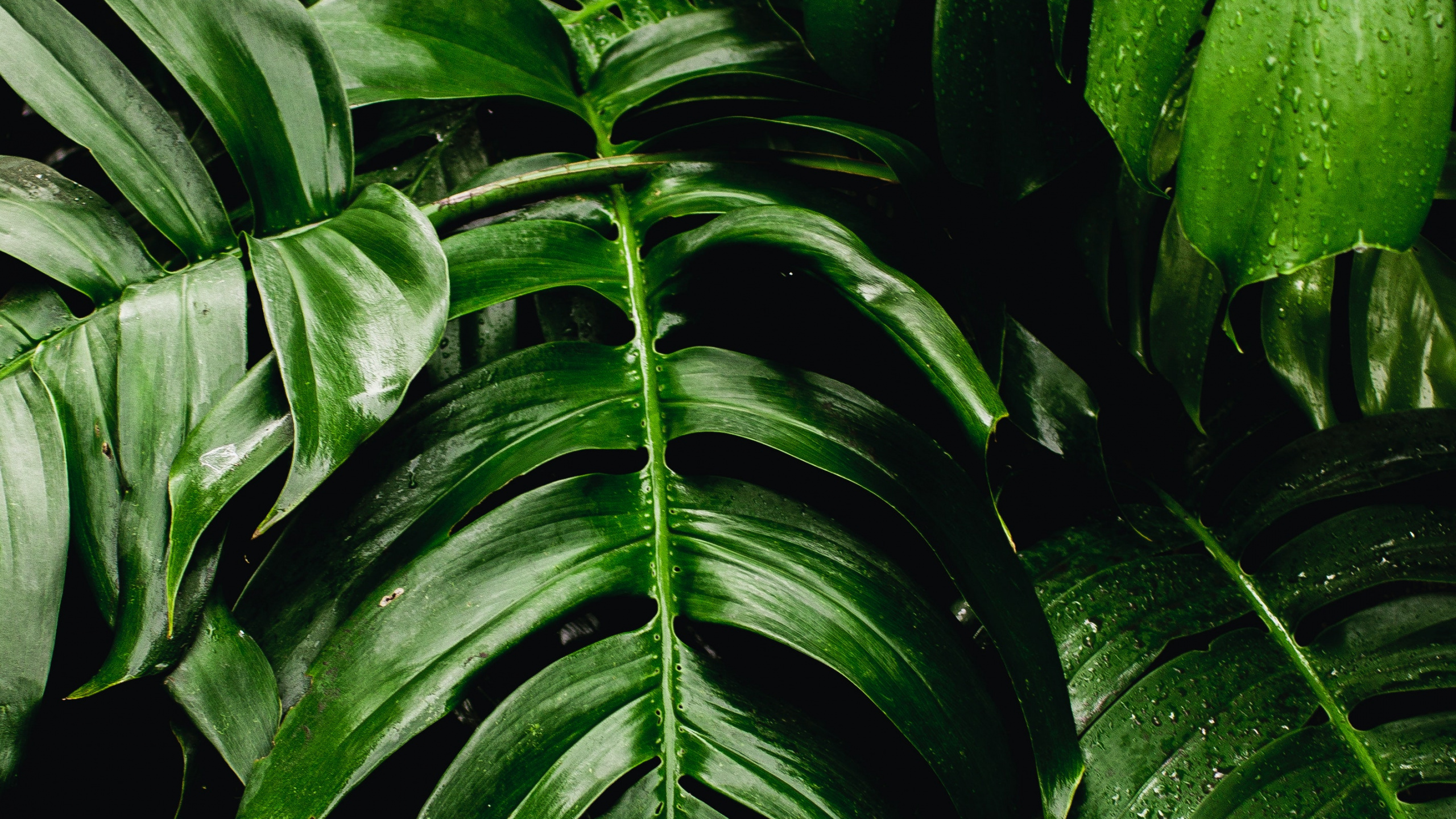 Обои зеленые насаждения, лист, зеленая стена, Швейцарский сыр завод, комнатное растение в разрешении 2560x1440