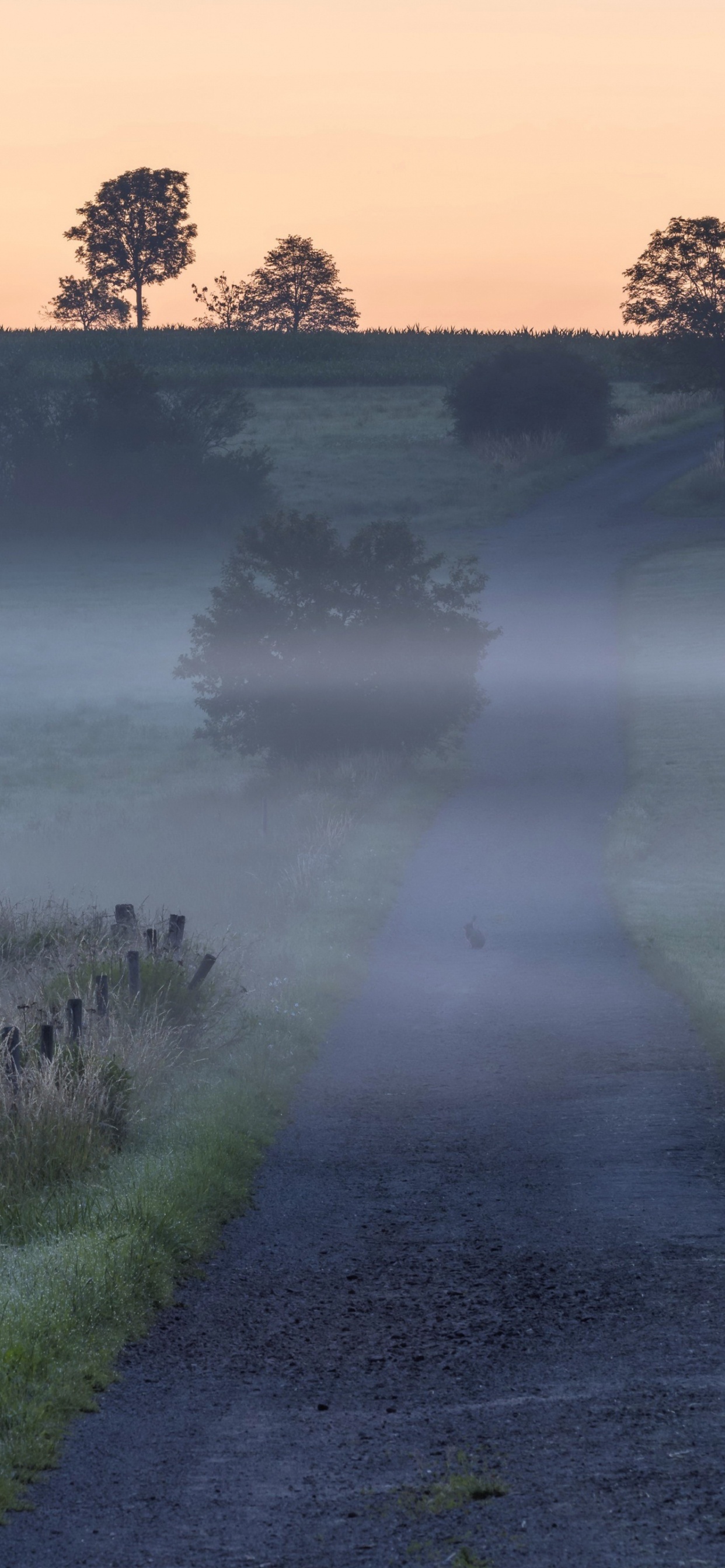 Обои туман, Каракешек, песня, растение, атмосфера в разрешении 1242x2688