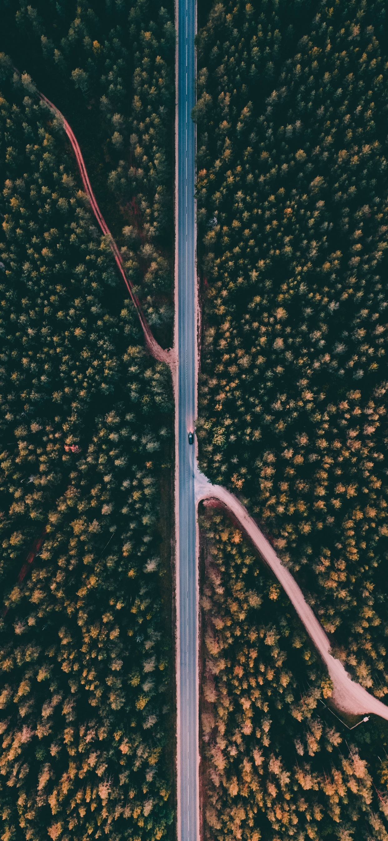 Обои уличный фонарь, дерево, осветительная арматура, растение, линия в разрешении 1242x2688