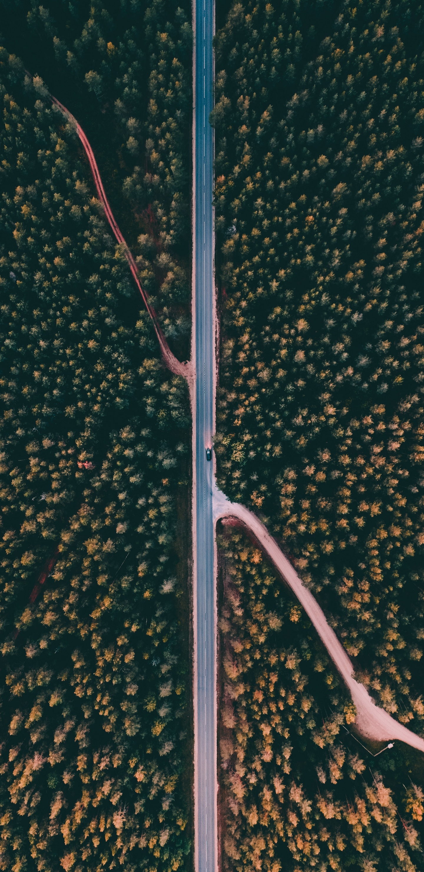 Обои уличный фонарь, дерево, осветительная арматура, растение, линия в разрешении 1440x2960