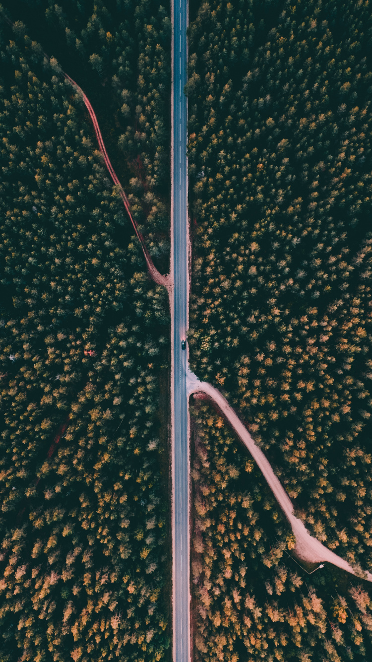 Обои уличный фонарь, дерево, осветительная арматура, растение, линия в разрешении 750x1334