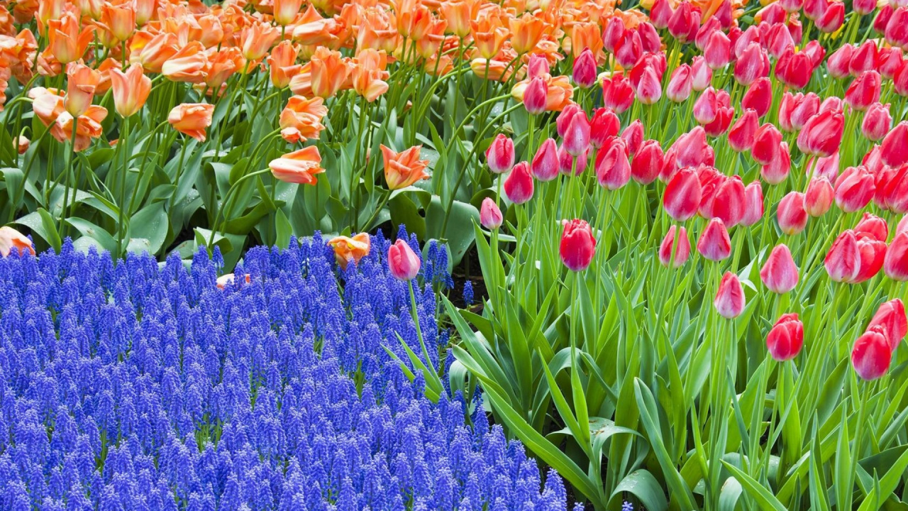 Обои цветковое растение, растение, весна, Ботанический сад, полевой цветок в разрешении 1280x720