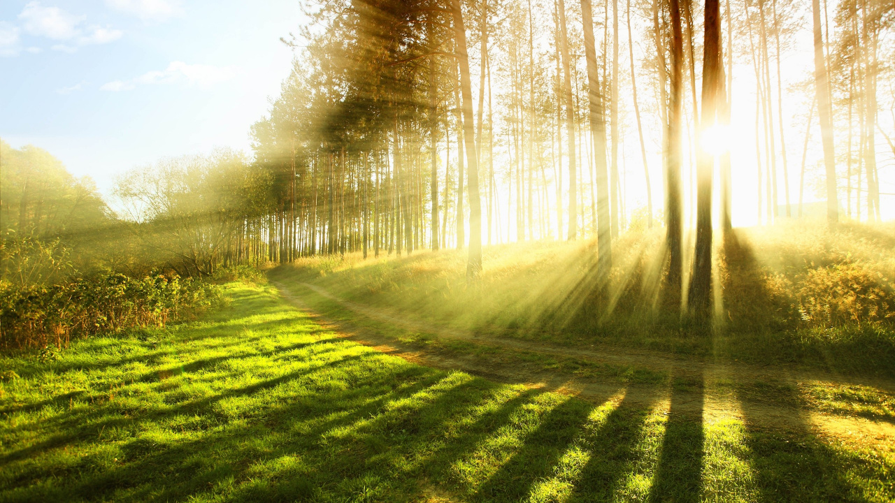 Обои природа, солнечный свет, дерево, свет, утро в разрешении 1280x720