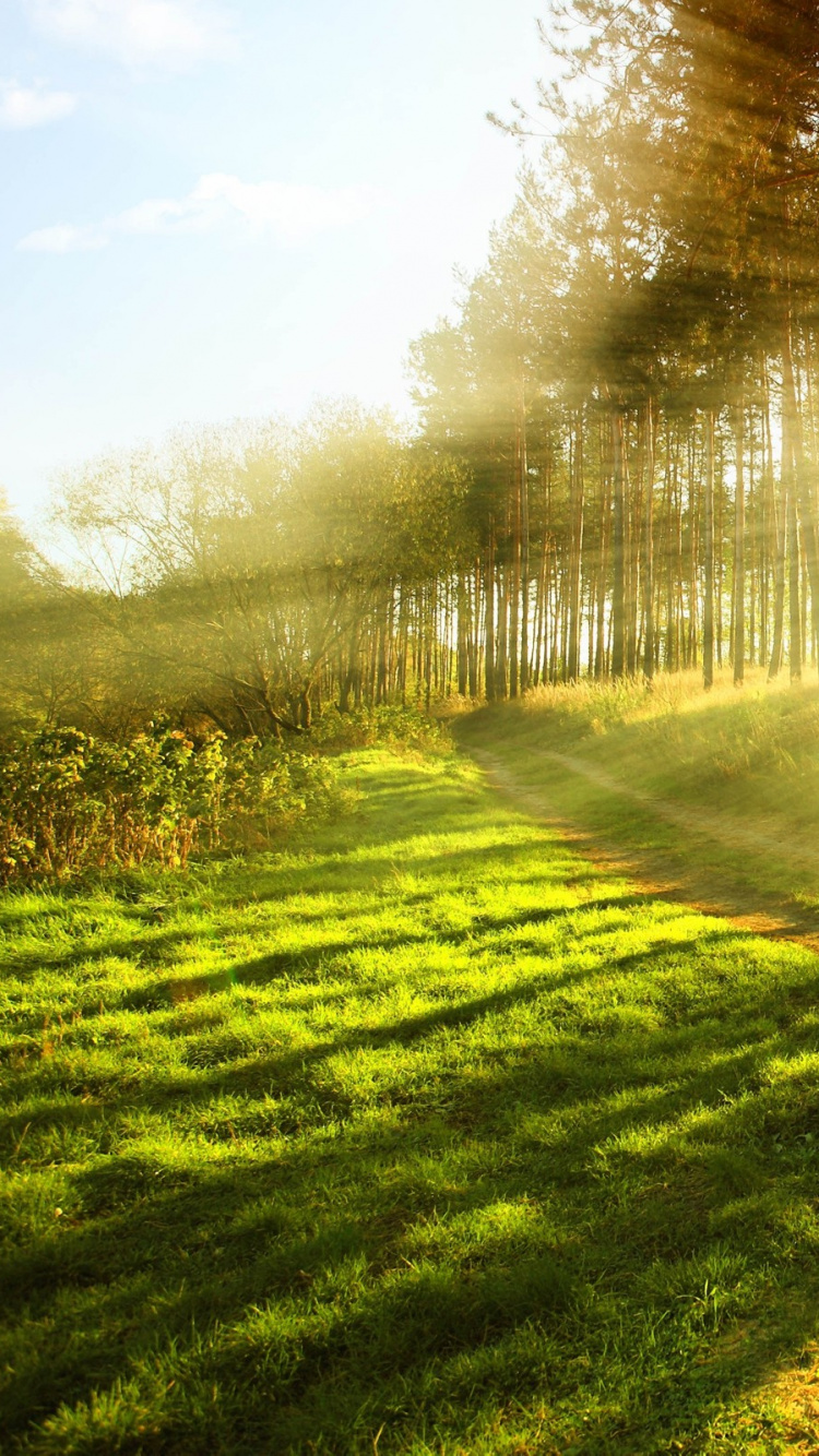 Обои природа, солнечный свет, дерево, свет, утро в разрешении 750x1334