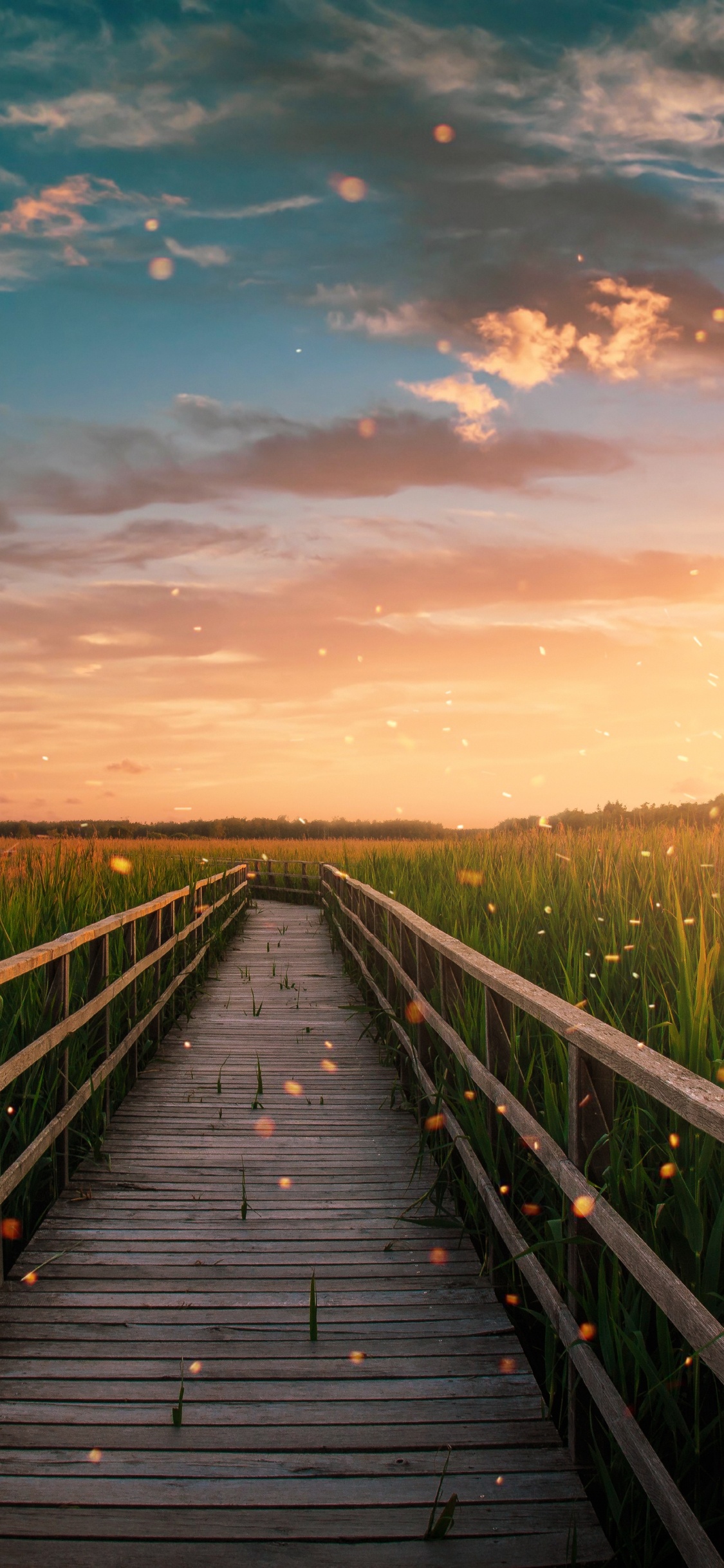 Обои облако, растение, послесвечение, природа, древесина в разрешении 1125x2436