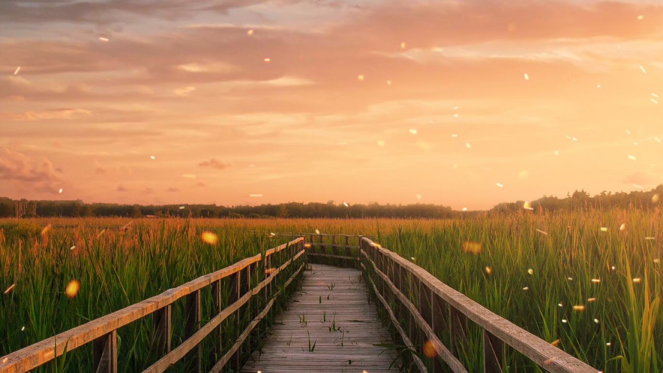 Обои облако, растение, послесвечение, природа, древесина в разрешении 1366x768