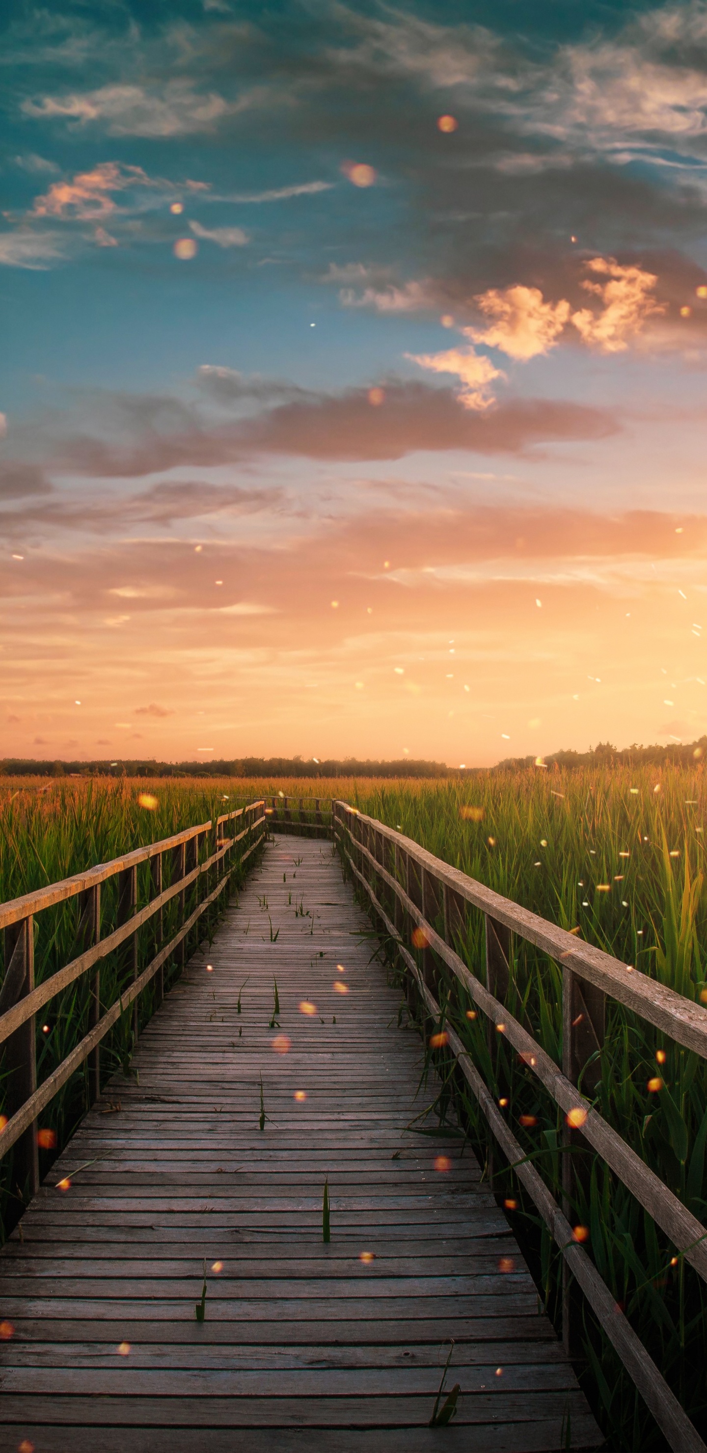 Обои облако, растение, послесвечение, природа, древесина в разрешении 1440x2960