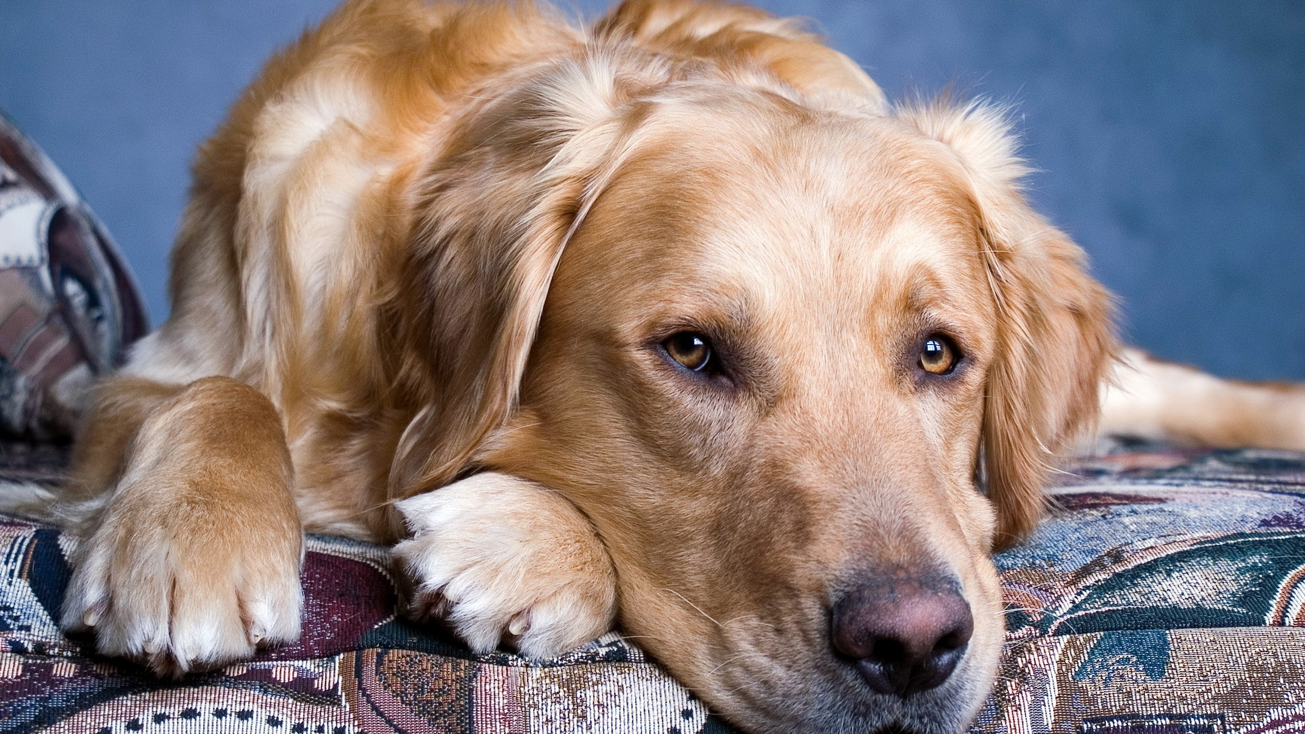 Обои золотистый ретривер, щенок, собака породы, морда, породистые собаки в разрешении 2560x1440