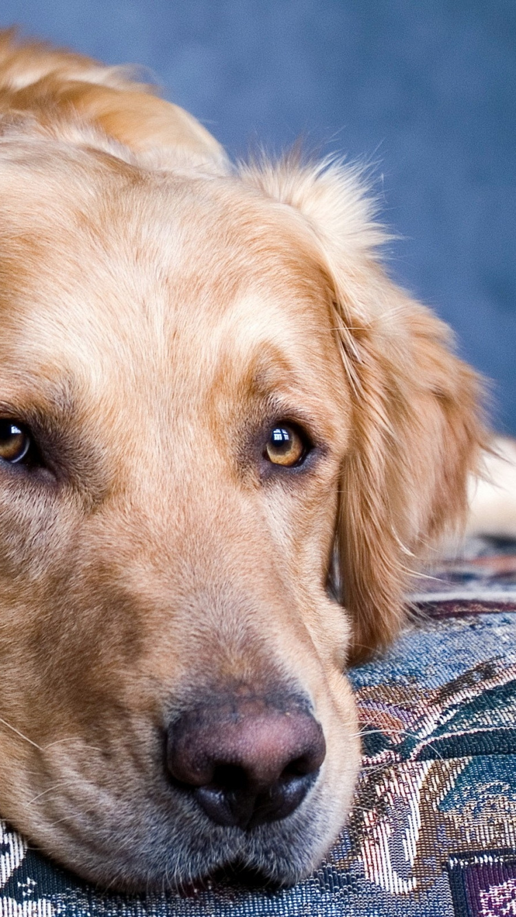 Обои золотистый ретривер, щенок, собака породы, морда, породистые собаки в разрешении 750x1334