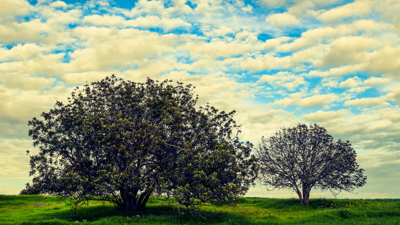 Обои дерево, природа, облако, весна, древесные растения в разрешении 1280x720