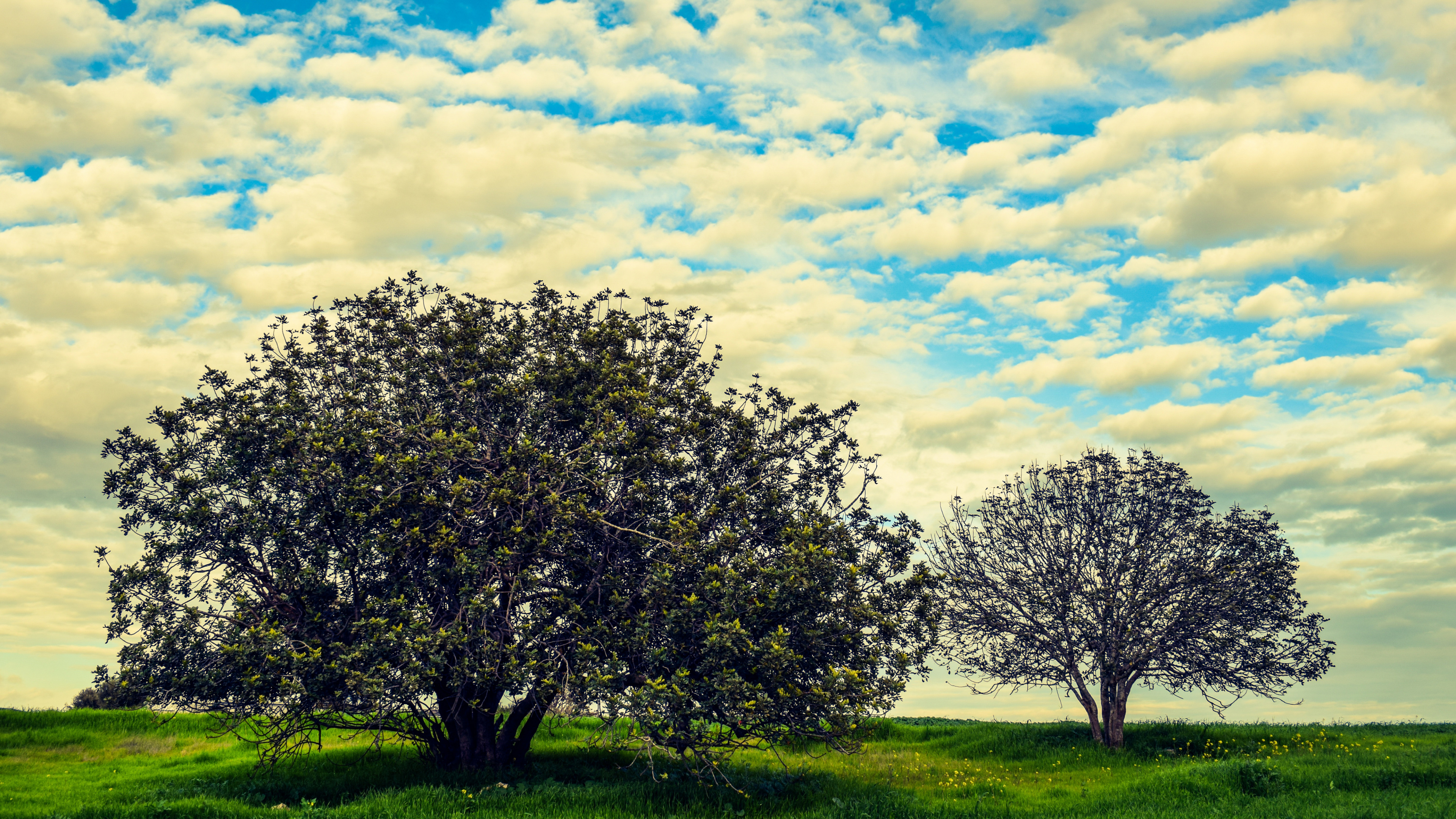 Обои дерево, природа, облако, весна, древесные растения в разрешении 3840x2160