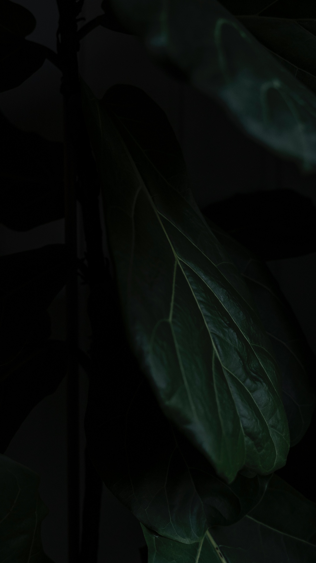 Обои лист, черный, зеленый, темнота, растение в разрешении 1080x1920