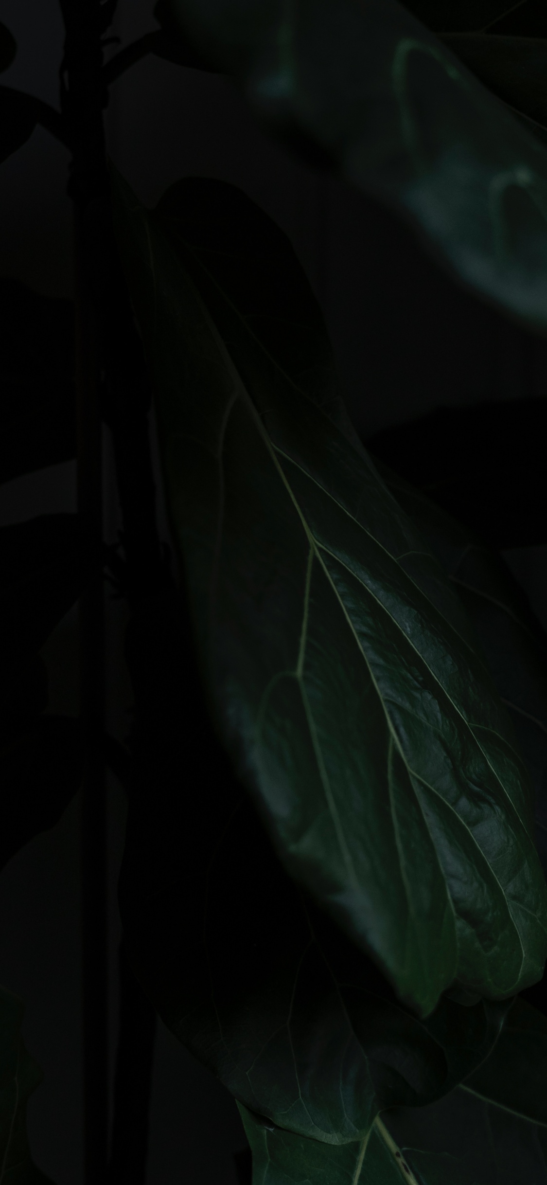 Обои лист, черный, зеленый, темнота, растение в разрешении 1125x2436