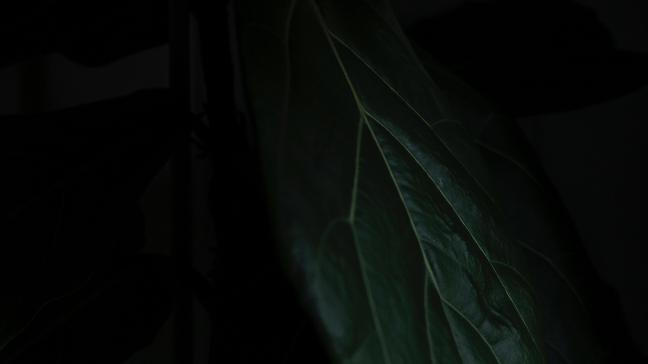 Обои лист, черный, зеленый, темнота, растение в разрешении 1280x720