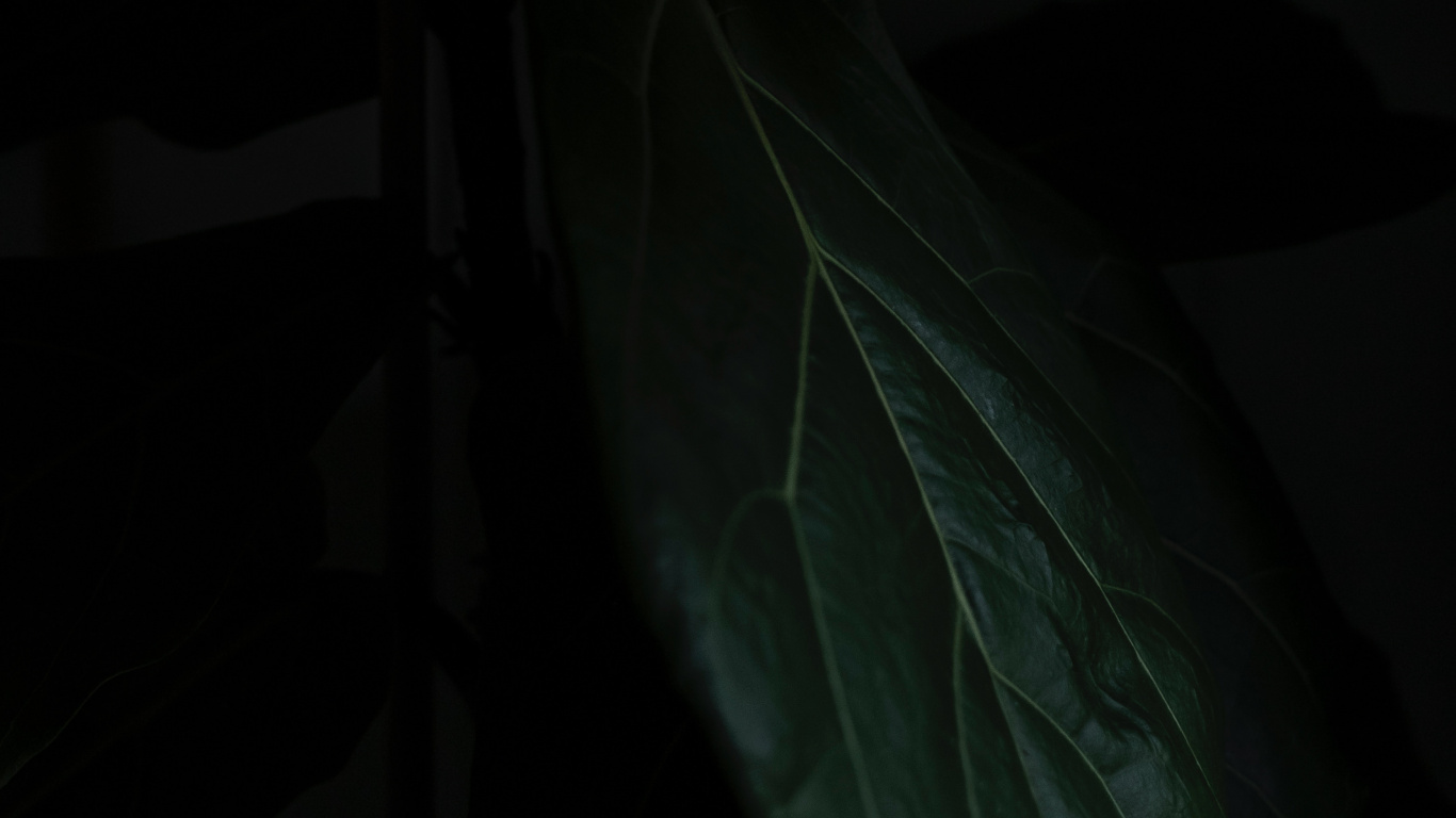 Обои лист, черный, зеленый, темнота, растение в разрешении 1366x768